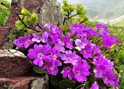 79 Bouquet  di Primule irsute (Primula hirsuta) sul Monte Avaro